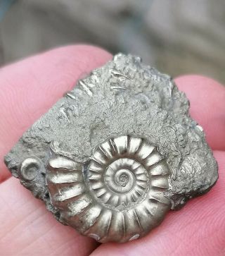 Gold Pyrite Promicroceras Multi - Bed Of Ammonite Fossils,  Lyme Regis Jurassic Uk