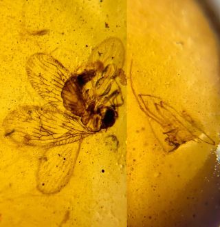 Neuroptera Fly Lacewing&spider Burmite Myanmar Amber Insect Fossil Dinosaur Age