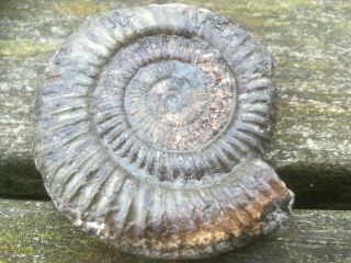 Dactylioceras Commune Ammonite 70mm Whitby Uk Jurassic Fossil U