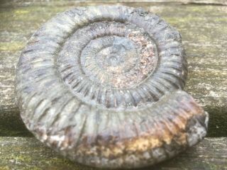 dactylioceras Commune Ammonite 70mm Whitby UK Jurassic fossil U 2