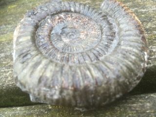 dactylioceras Commune Ammonite 70mm Whitby UK Jurassic fossil U 3