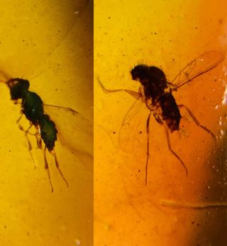 Wasp Bee& Diptera Fly Burmite Myanmar Burmese Amber Insect Fossil Dinosaur Age