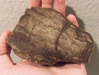 Texas Fossil Petrified Palm Wood Polished Fossil Tree Plant 4 Inches