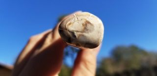 Common Opal Petrified Wood Limb Branch Mexico