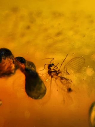 Lacewing On Plant Spore Burmite Myanmar Burmese Amber Insect Fossil Dinosaur Age