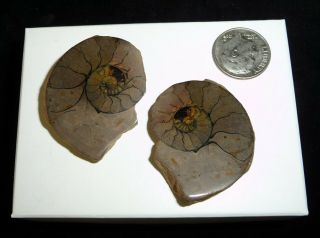 Ammonite Fossil Pairs 18 Grams