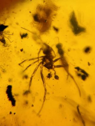 Male Spider&wasp Bee Burmite Myanmar Burmese Amber Insect Fossil Dinosaur Age