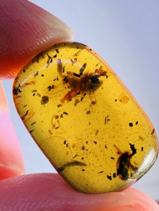 1.  77g Beetle&unknown Fly Burmite Myanmar Burma Amber Insect Fossil Dinosaur Age