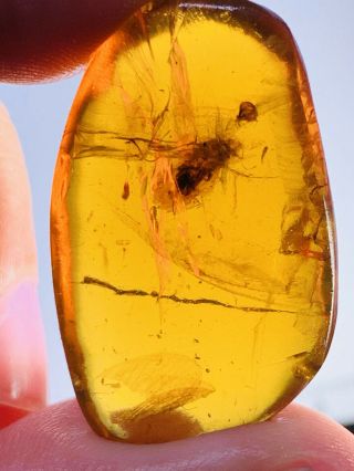 3.  9g Adult Roach Burmite Myanmar Burmese Amber Insect Fossil Dinosaur Age