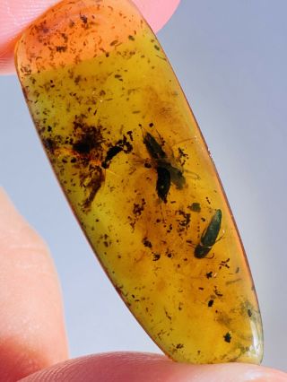 1.  63g 2 Coleoptera Beetle Burmite Myanmar Burma Amber Insect Fossil Dinosaur Age