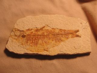 Millions Of Years Old Fish Fossil For Display A4402 - 03
