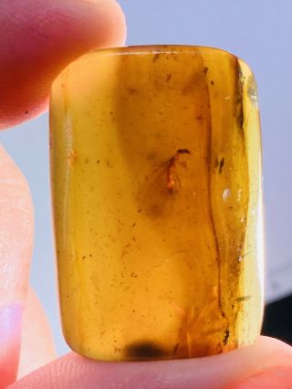 3.  57g Termite White Ant Burmite Myanmar Burmese Amber Insect Fossil Dinosaur Age