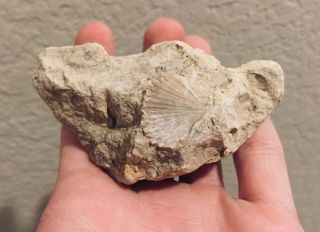 Texas Fossil Bivalve Neithea Sp.  In Matrix Cretaceous Dinosaur Fossil Age