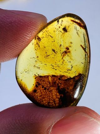 1.  27g Fly&unknown Items Burmite Myanmar Burmese Amber Insect Fossil Dinosaur Age