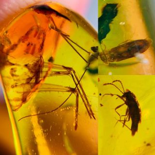 2 Beetle&unknown Bug Burmite Myanmar Burma Amber Insect Fossil Dinosaur Age