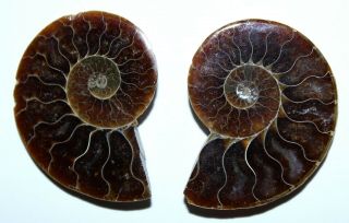 1 Matched Set Polished Ammonite Shell Fossils / 1.  53 " /.  4 Oz / 174
