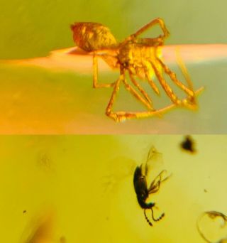 Arachnida Spider&beetle Burmite Myanmar Burmese Amber Insect Fossil Dinosaur Age