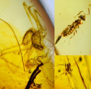Spider&wasp Bee&fly Burmite Myanmar Burmese Amber Insect Fossil Dinosaur Age