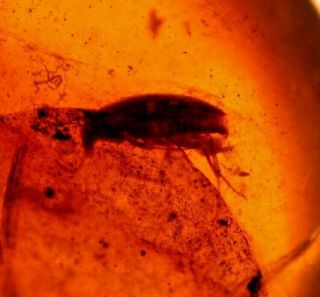 Beetle In Burmite Burmese Amber Fossil Gemstone Dinosaur Age