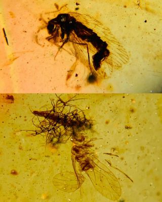 Neuroptera Lacewing&fly Burmite Myanmar Burmese Amber Insect Fossil Dinosaur Age
