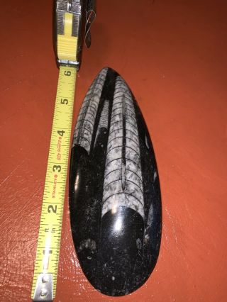 Orthoceras Fossil 6 Inches From Morocco