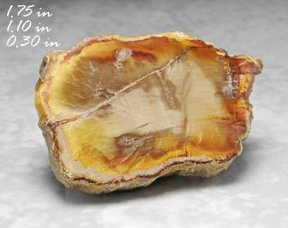 Polished Petrified Wood Conifer Fossilized Madagascar Fossil