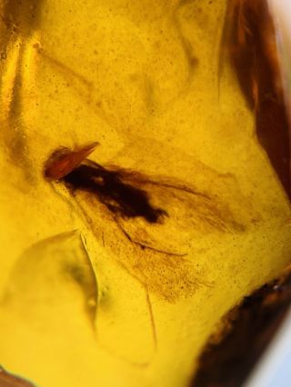 Unique Cretaceous Moth Burmite Myanmar Burmese Amber Insect Fossil Dinosaur Age