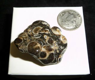 Natural Turritella Agate Fossil Polished Stone Morooco 15 Grams