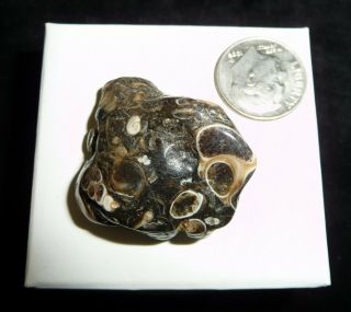 Natural Turritella Agate Fossil Polished Stone Morooco 15 grams 2