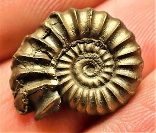 Stunning golden Promicroceras 17 mm Jurassic pyrite ammonite fossil UK gold rock 3