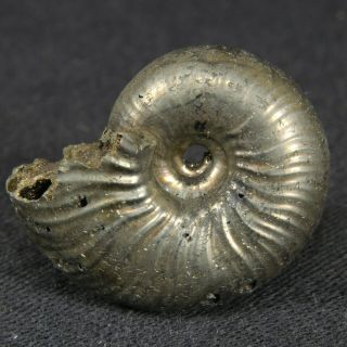 2.  2cm/0.  9in Pyritized Ammonite Funiferites Jurassic Callovian Fossil Russia