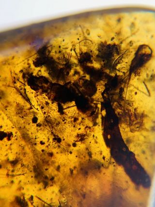 Many Fly Bugs In Sands Burmite Myanmar Burmese Amber Insect Fossil Dinosaur Age