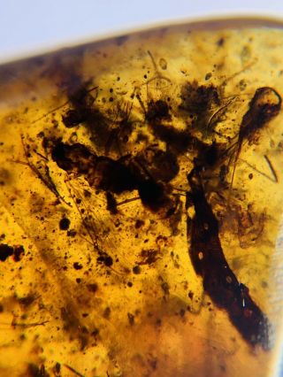 Many Fly Bugs In Sands Burmite Myanmar Burmese Amber insect fossil dinosaur age 2