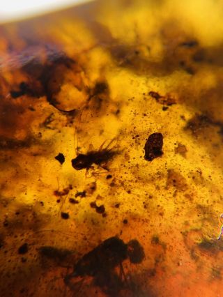 Many Fly Bugs In Sands Burmite Myanmar Burmese Amber insect fossil dinosaur age 3