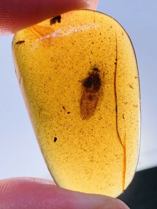 3.  3g Adult Roach&fly Burmite Myanmar Burmese Amber Insect Fossil Dinosaur Age