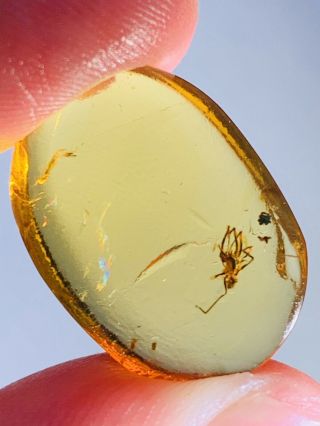 1.  33g Arachnida Spider Burmite Myanmar Burmese Amber Insect Fossil Dinosaur Age