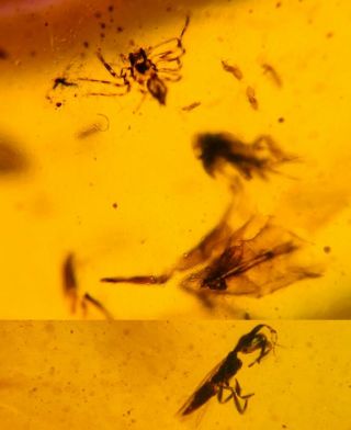 Spider&thrip$unknown Bug Burmite Myanmar Burma Amber Insect Fossil Dinosaur Age