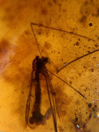 Long Legs Mosquito Fly Burmite Myanmar Burmese Amber Insect Fossil Dinosaur Age