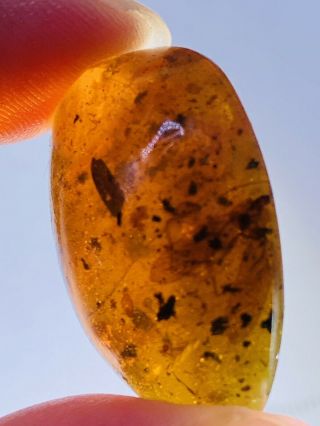 3.  66g Unknown Bug Wings Burmite Myanmar Burmese Amber Insect Fossil Dinosaur Age