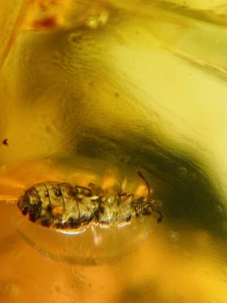 Stink Bug Or Beetle Burmite Myanmar Burma Amber Insect Fossil Dinosaur Age
