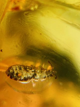 Stink bug Or beetle Burmite Myanmar Burma Amber insect fossil dinosaur age 2