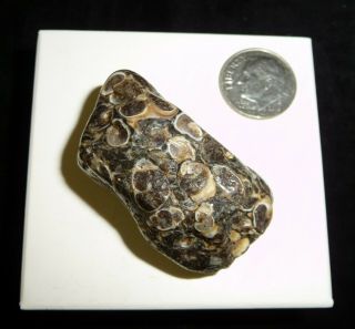 Natural Turritella Agate Fossil Polished Stone Morooco 32 Grams
