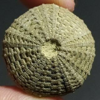 24mm Brown Gray White Natural Indonesia Echinoid Fossil Sea Urchin Jurassic Age