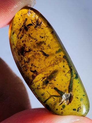 3.  32g Unknown Plant&leaf Burmite Myanmar Burma Amber Insect Fossil Dinosaur Age