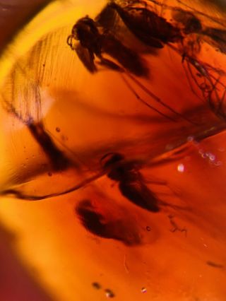 Mosquito Fly In Red Blood Amber Burmite Myanmar Amber Insect Fossil Dinosaur Age
