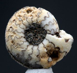 Rare Marble Ammonite Fossil Craspedites Cretaceous Cephalopod Specimen Russia