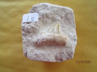 1 Inch Otodus Sharks Tooth In Matrix From Morocco