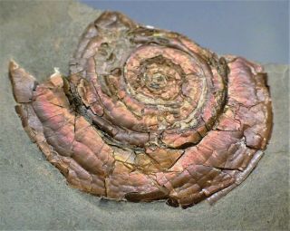Rainbow Iridescent Multi - Psiloceras Ammonite Fossil Display Piece Uk Jurassic