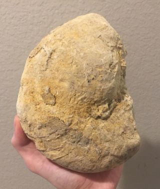 Texas Fossil Ammonite Cymatoceras Cretaceous Fossil