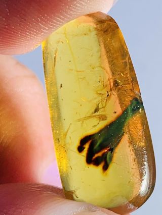 1.  6g Tick&unknown Item Burmite Myanmar Burmese Amber Insect Fossil Dinosaur Age